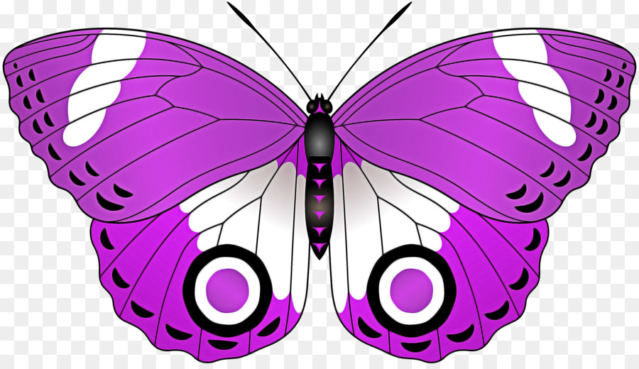 Papillon Violet，Insecte PNG