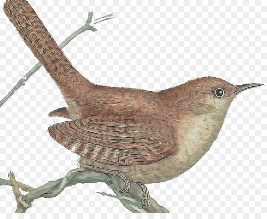 Oiseau，Carolina Wren PNG