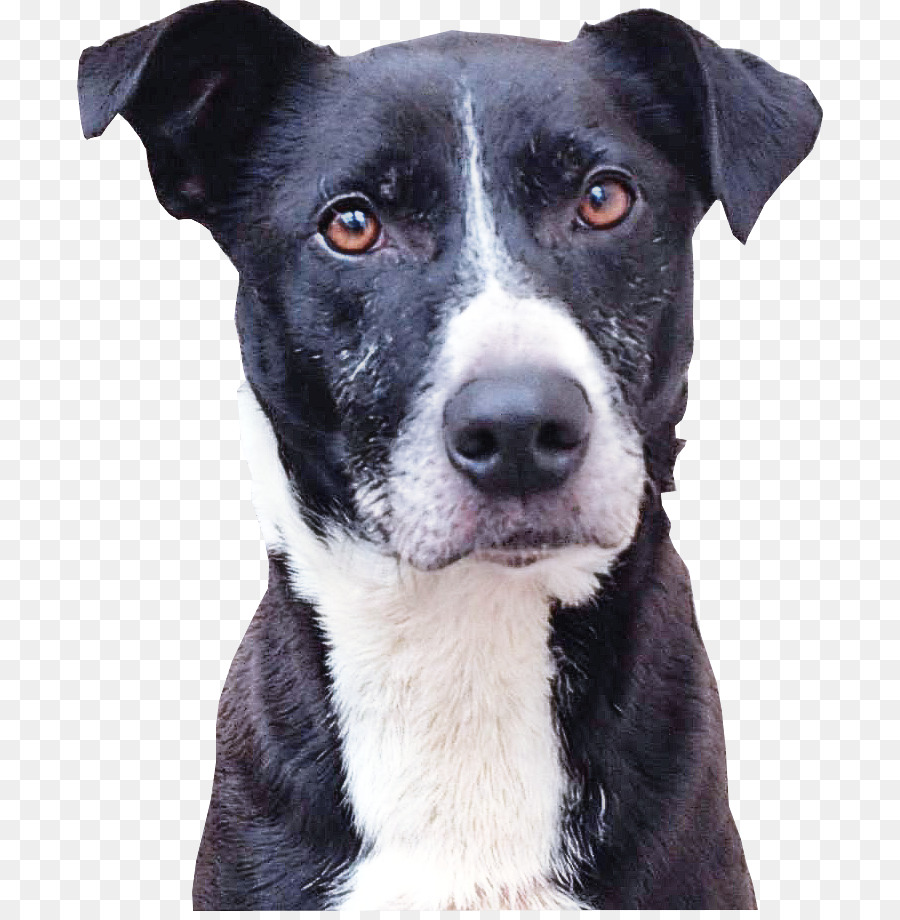 Chien Noir Et Blanc，Animal De Compagnie PNG