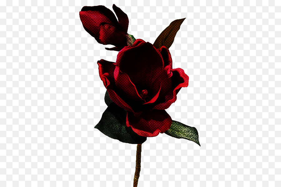 Rose Rouge，Fleurir PNG