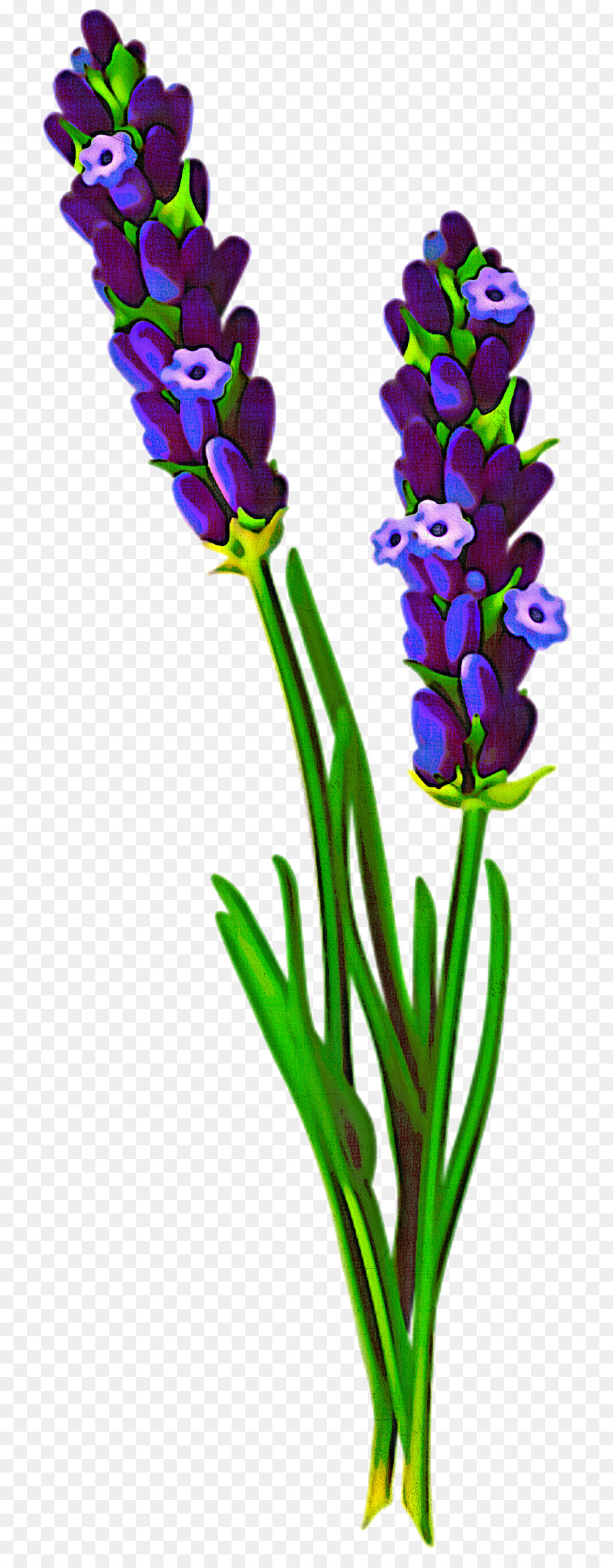 Fleur，Plante PNG