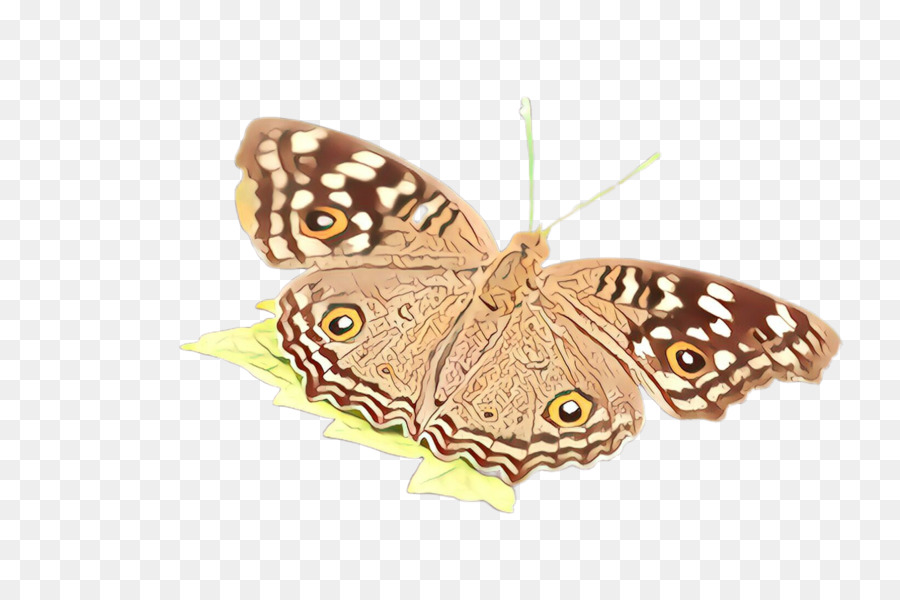 Papillon，Brun PNG