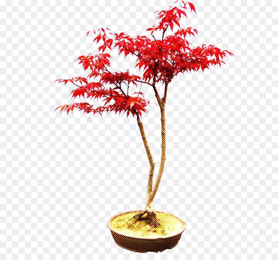 Bonsaï Rouge，Plante En Pot PNG