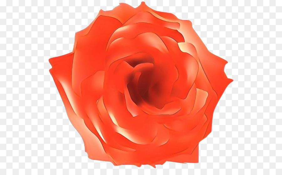 Rose Rouge，Fleurir PNG