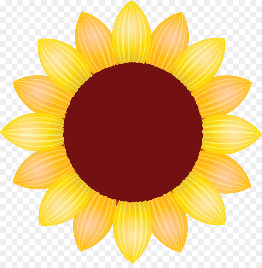 Tournesol，Jaune PNG