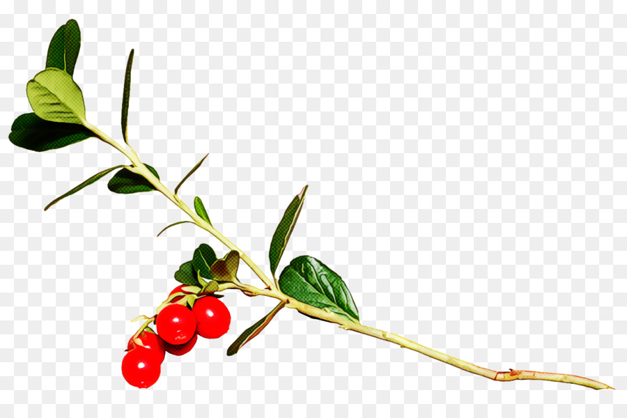 Plante à Fruits Rouges，Feuilles PNG