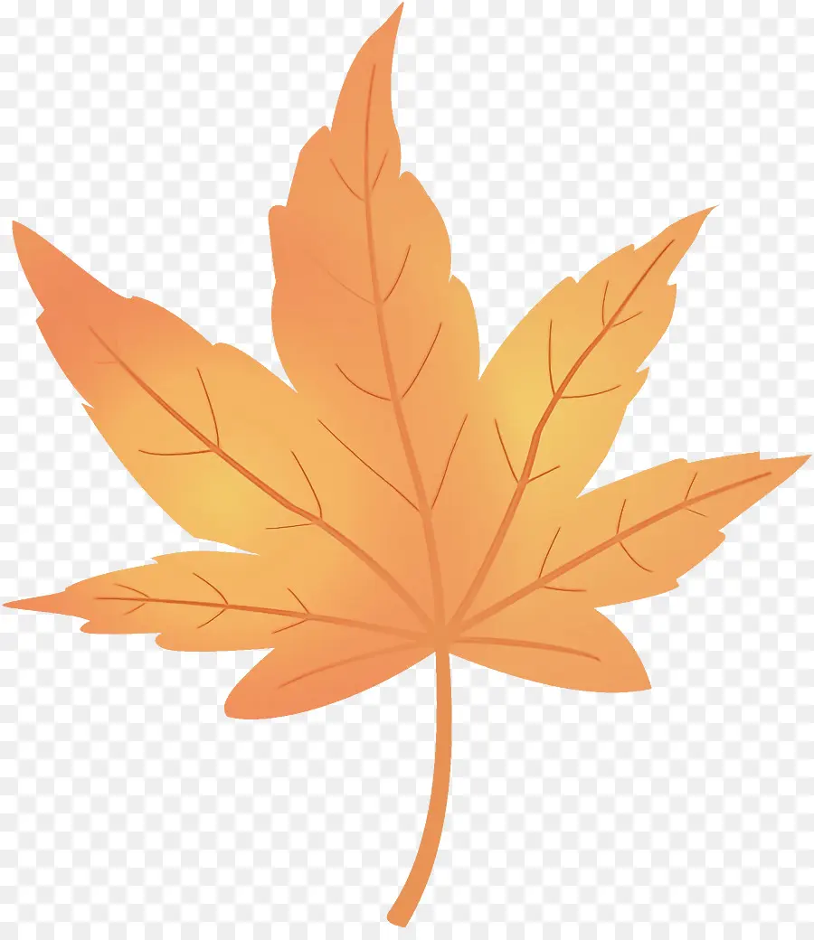 Feuille D'oranger，Automne PNG