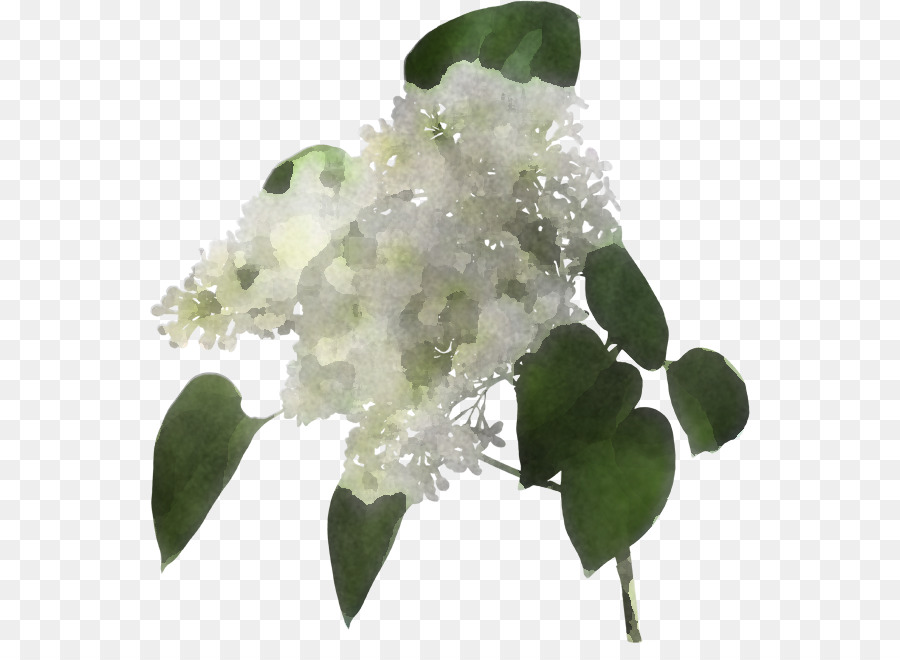 Fleurs Blanches，Feuilles Vertes PNG