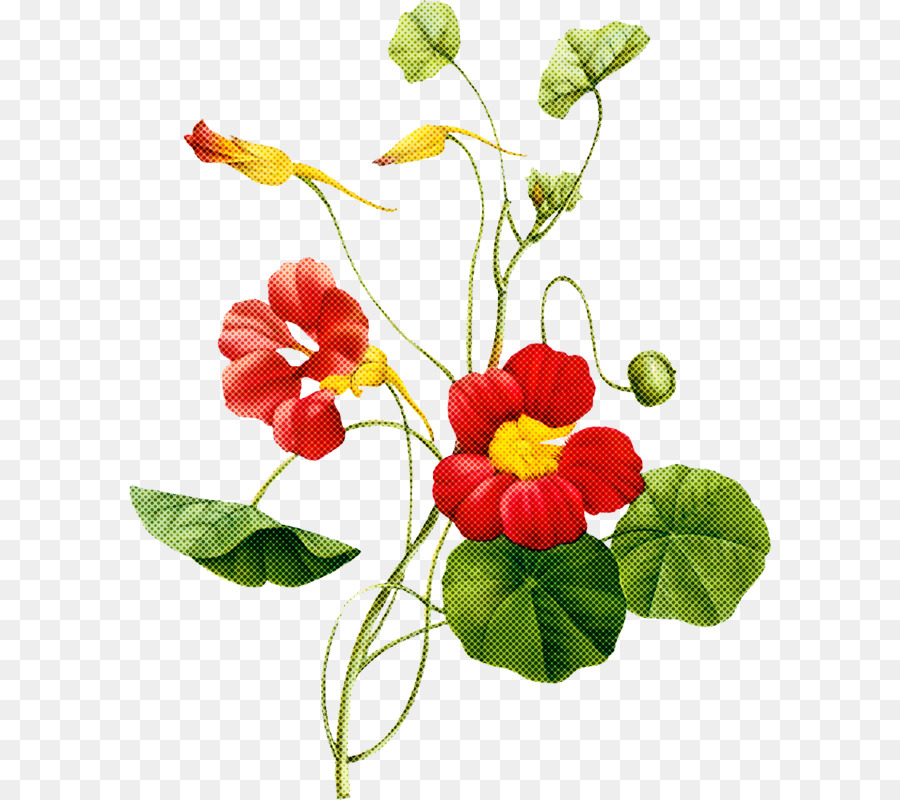 Fleur，Plante PNG