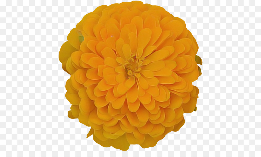 Jaune，Orange PNG