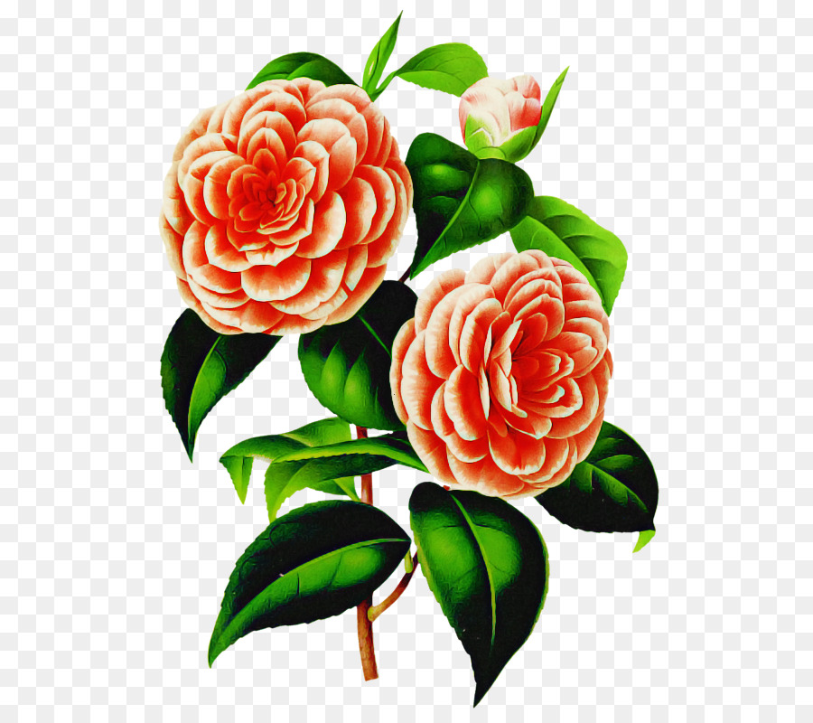 Fleur，Les Roses De Jardin PNG