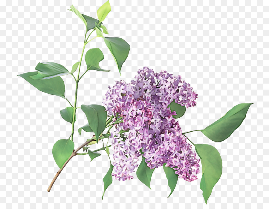 Fleur Violette，Fleurir PNG