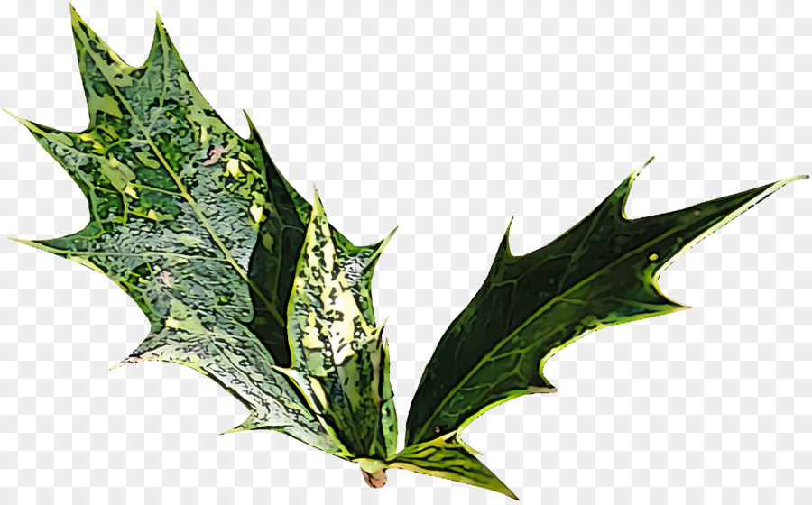 Feuille，Plante PNG