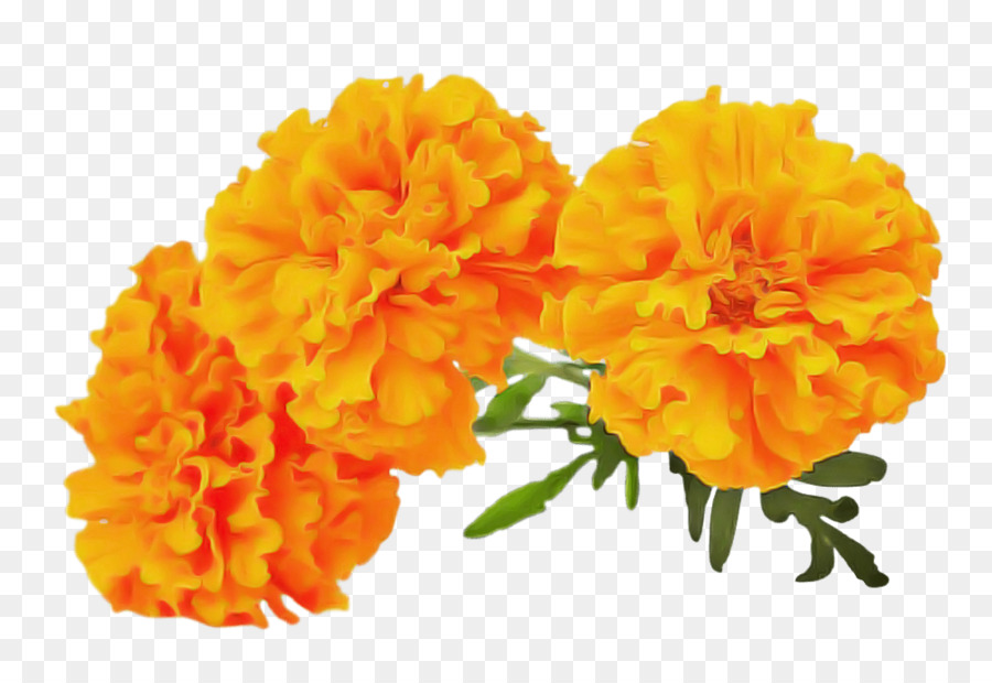 Fleurs De Souci，Orange PNG