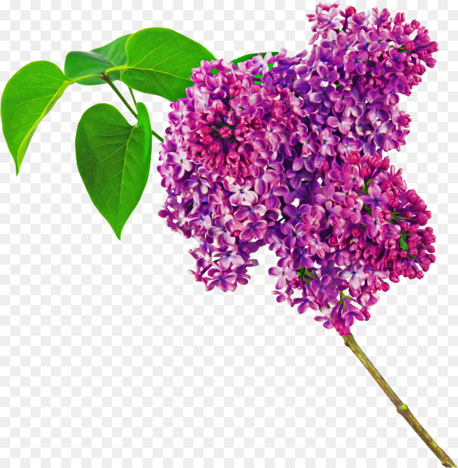 Fleur Violette，Fleurir PNG