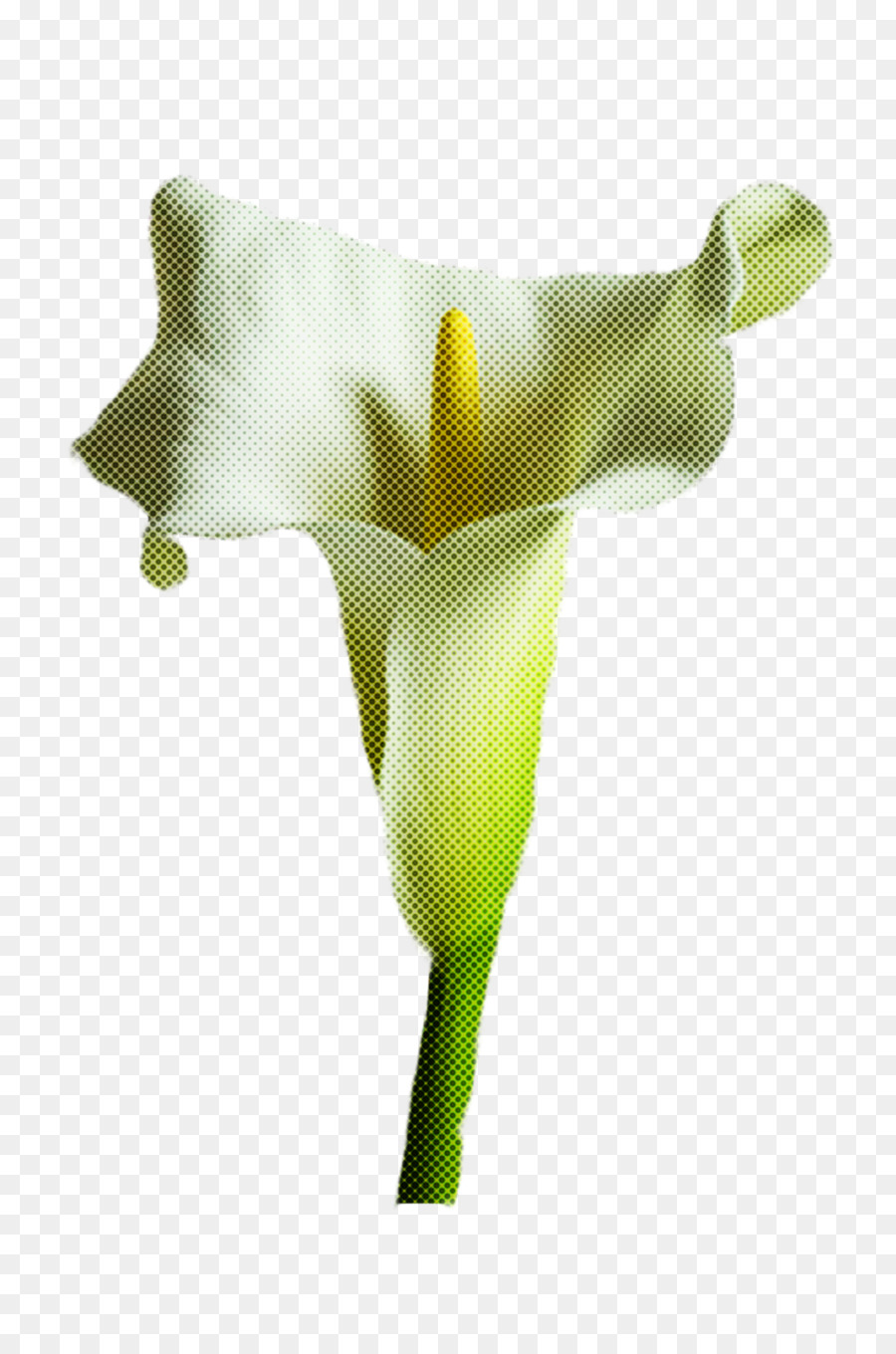 Fleur Blanche，Fleurir PNG