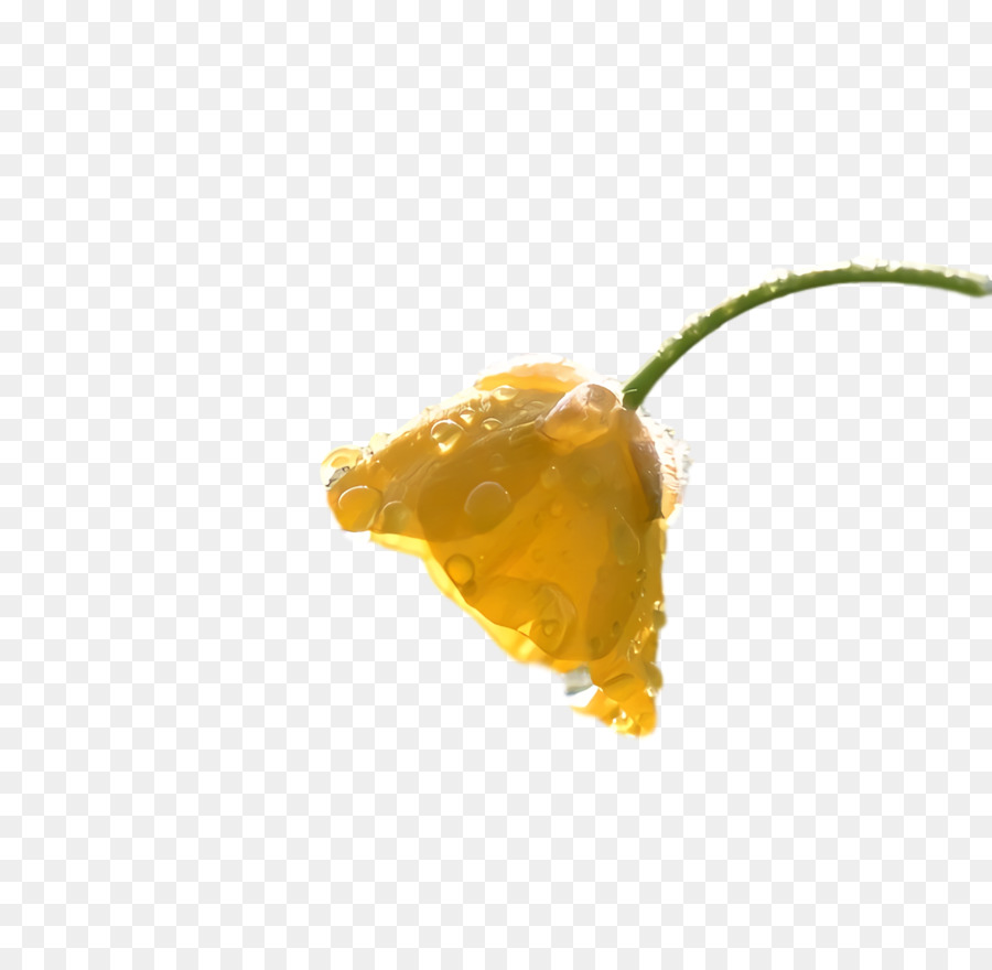 Jaune，Plante PNG