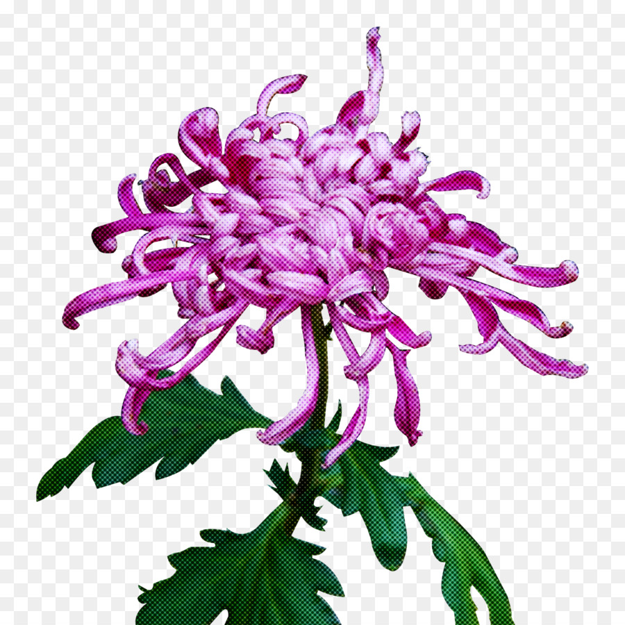 Fleur，Plante PNG