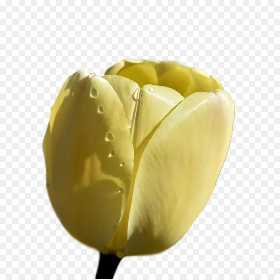 Tulipes Jaunes，Floraison PNG