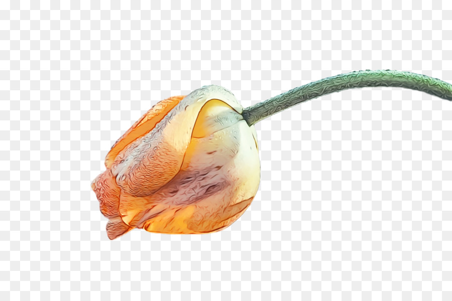 Orange，Plante PNG