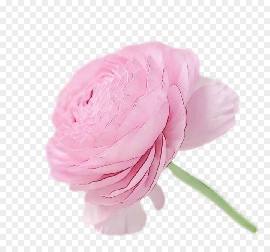 Fleur Rose，Fleur PNG