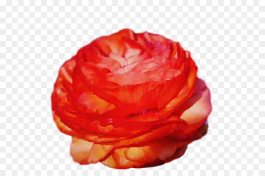 Rose，Floraison PNG