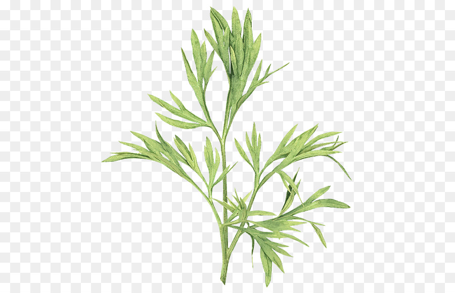 Plante，Fleur PNG