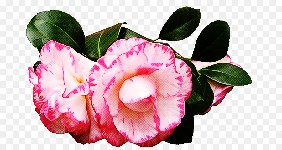 Fleur，Rose PNG