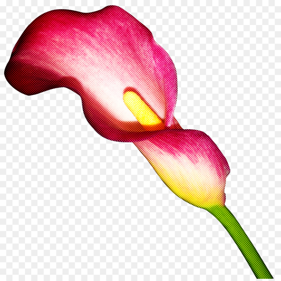 Arum，Fleur PNG