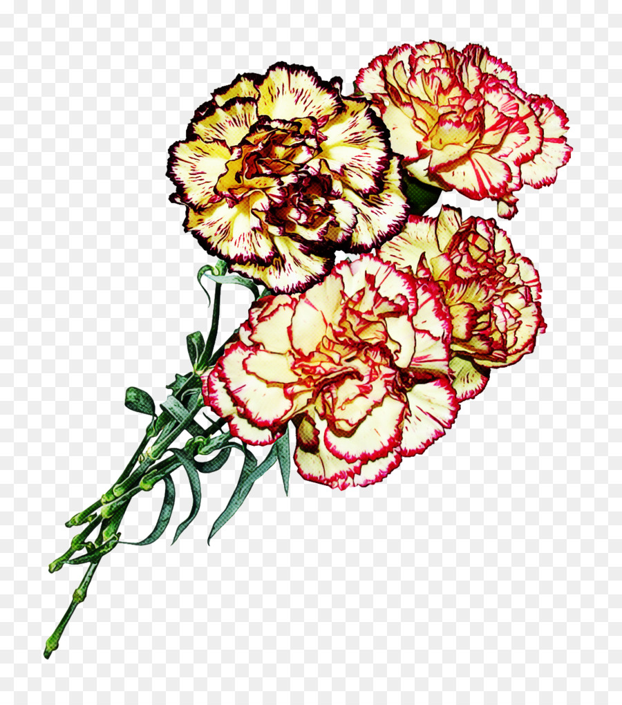 Oeillet，Les Fleurs Coupées PNG