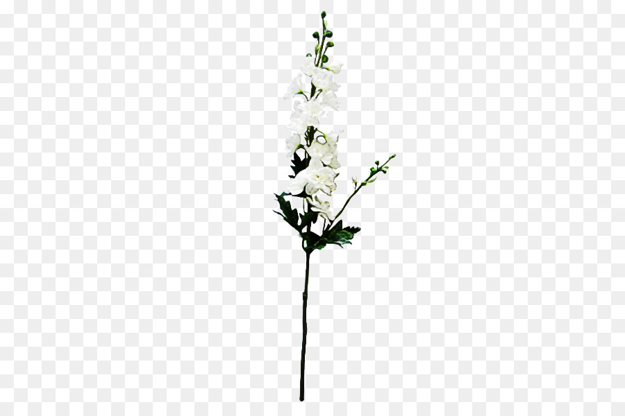 Blanc，Fleur PNG