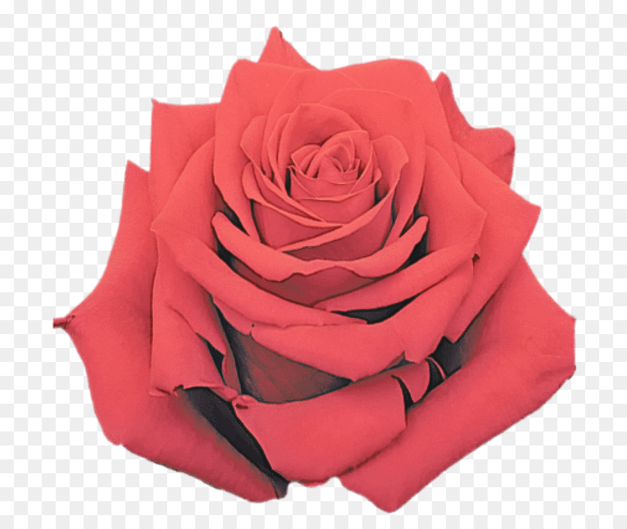 Rose Rouge，Fleurir PNG