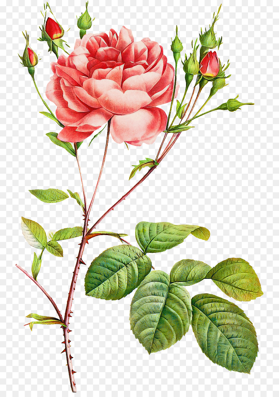 Fleur，Les Roses De Jardin PNG