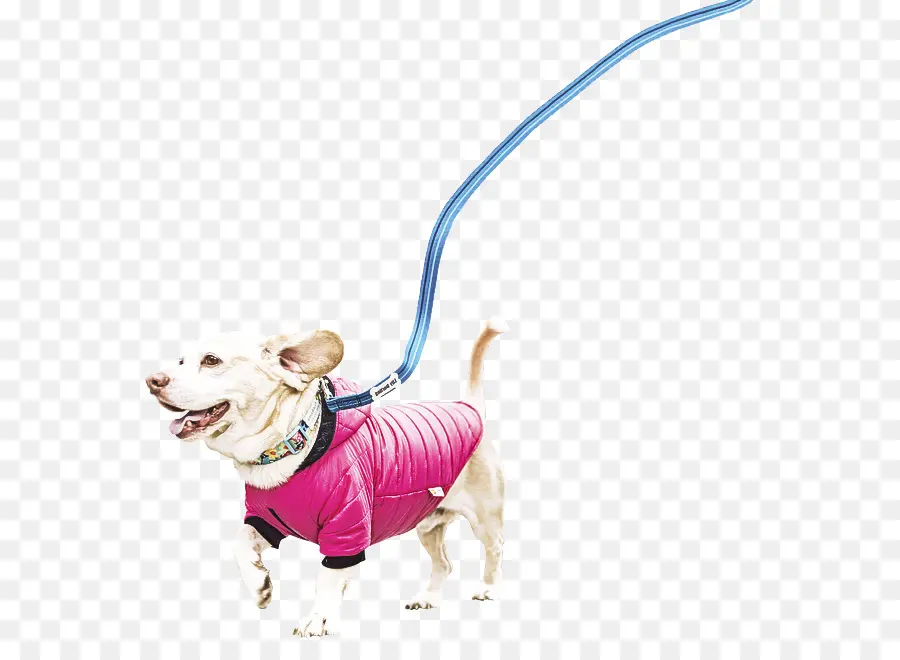 Chien Au Manteau Rose，Laisse PNG