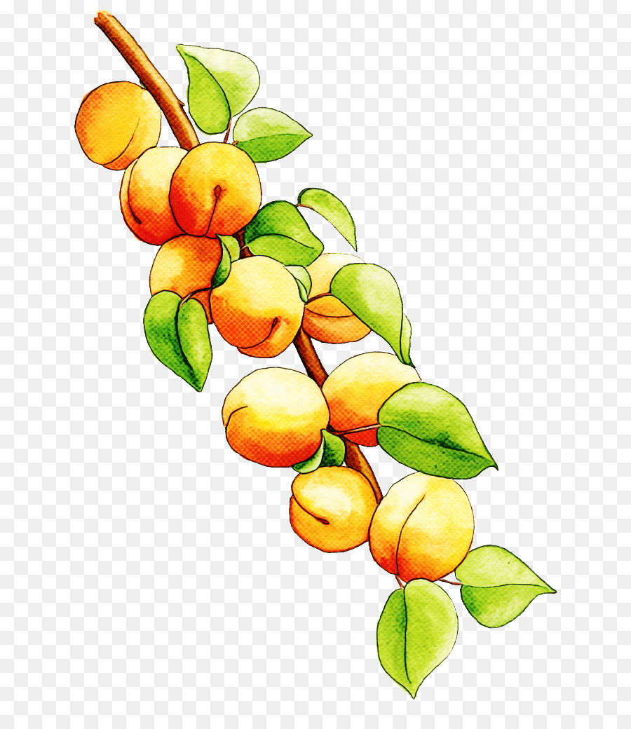 Plante，Branche PNG