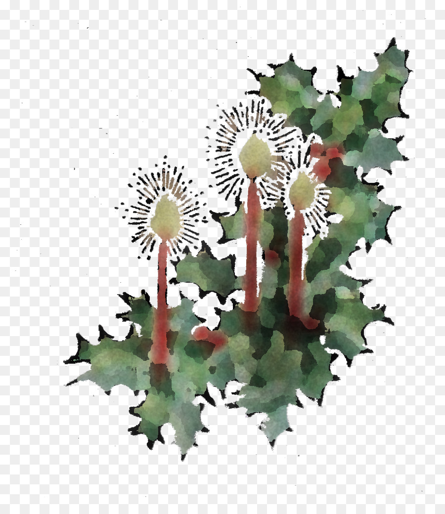 Fleur，Plante PNG