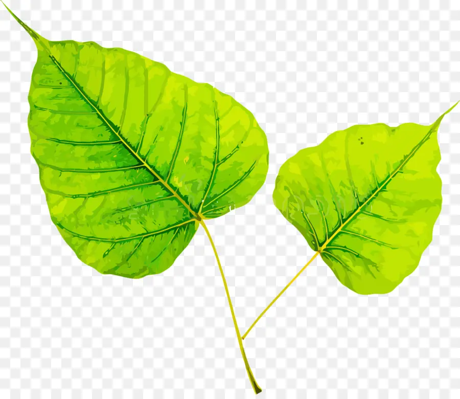 Feuille，Plante PNG