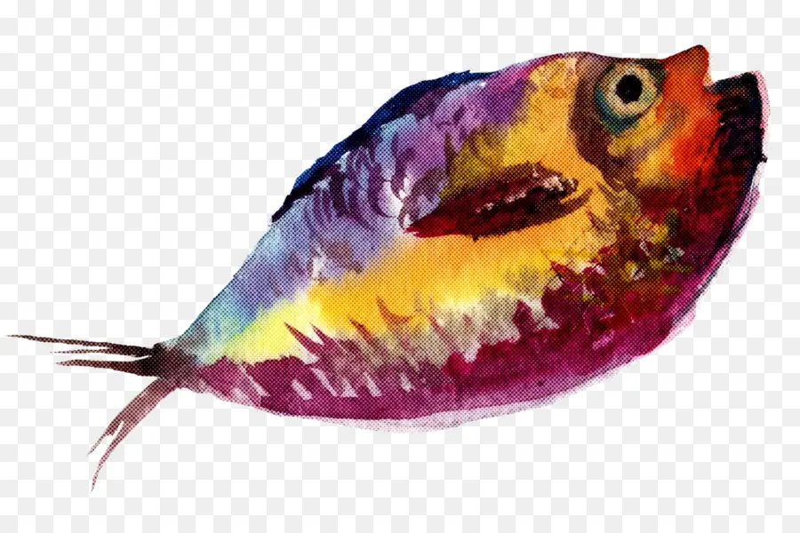 Poisson Coloré，Aquatique PNG