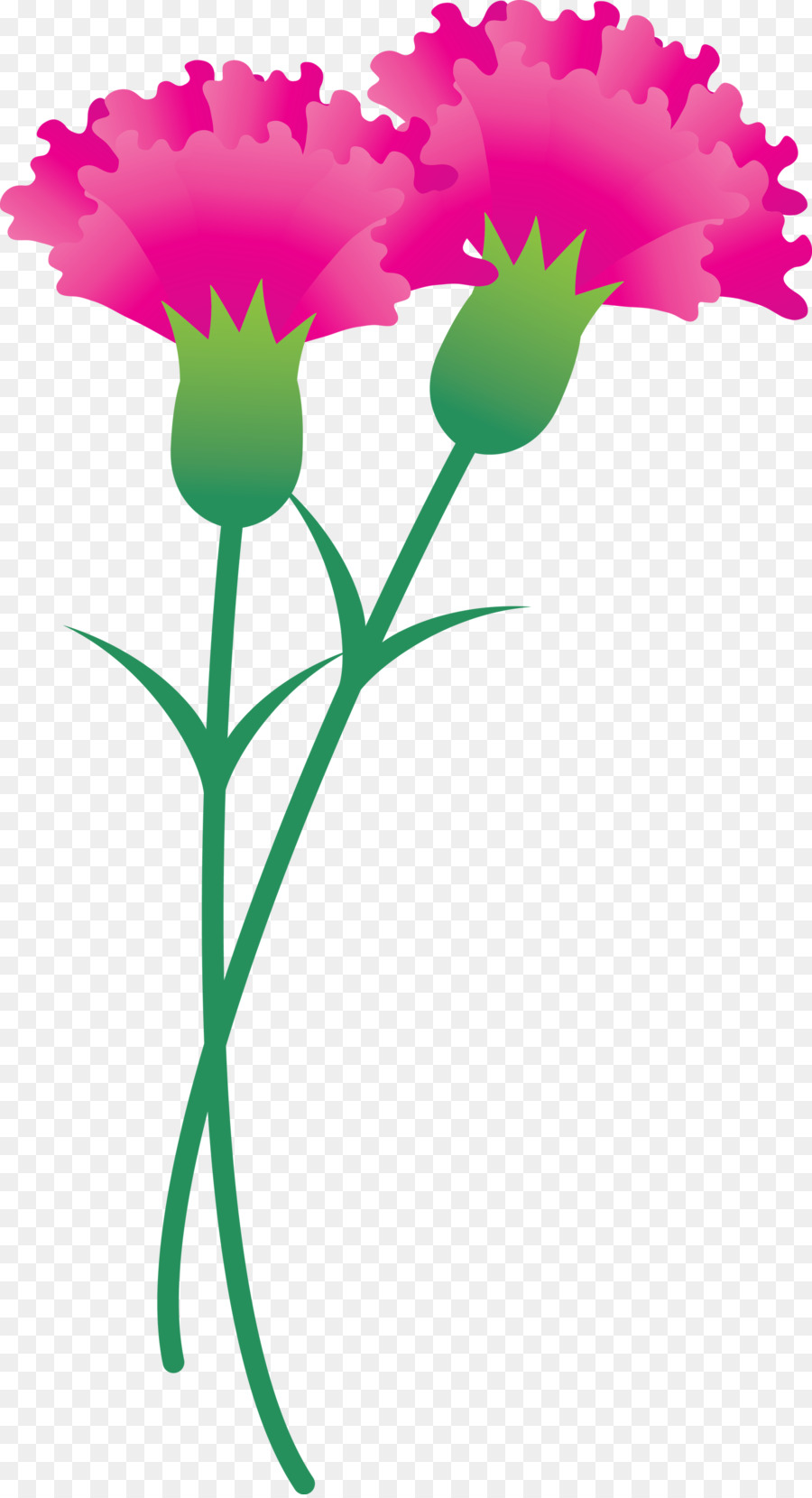 œillets，Fleurs PNG