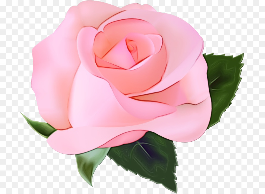 Fleur，Les Roses De Jardin PNG