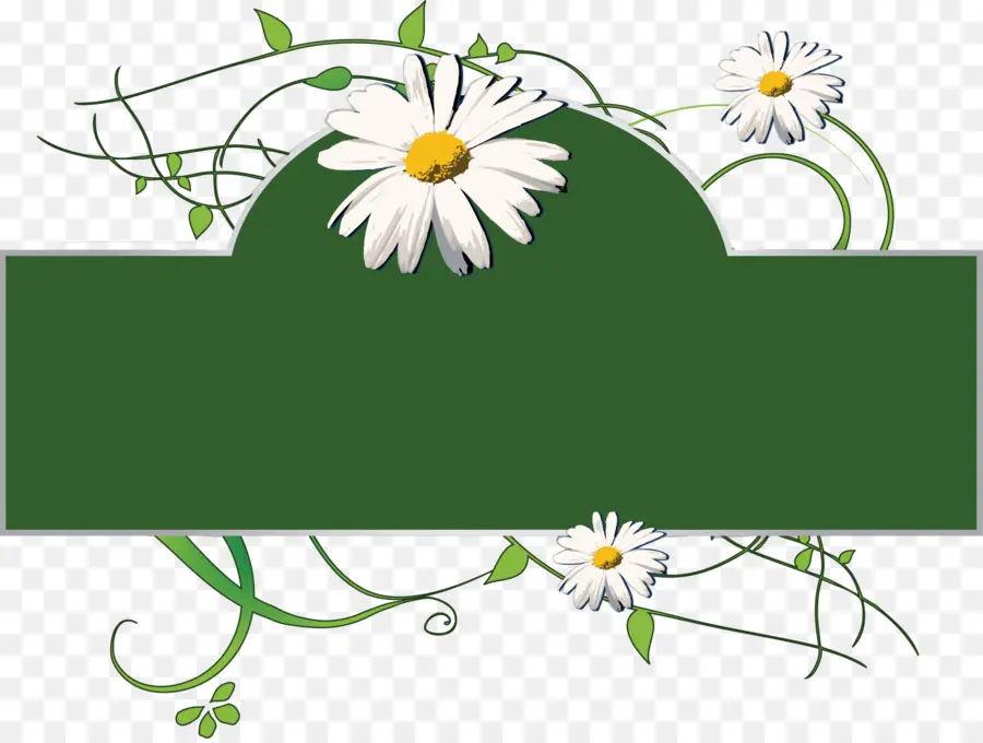 Marguerites，Fleurs PNG