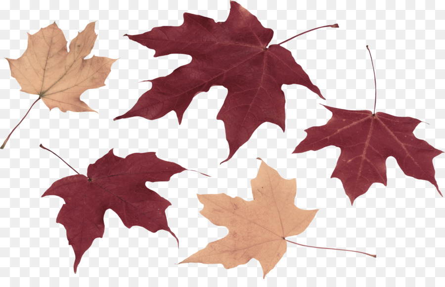 Feuilles D'automne，Automne PNG