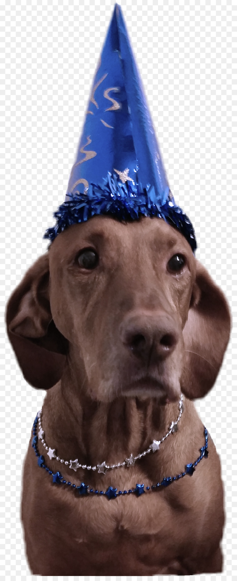 Chien，Chapeau De Fête PNG