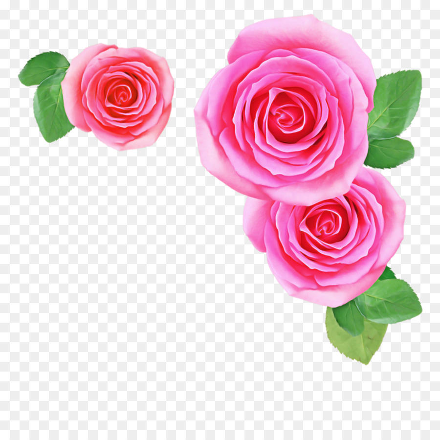 Les Roses De Jardin，Rose PNG