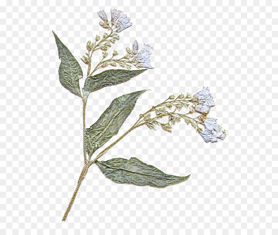 Fleur，Plante PNG