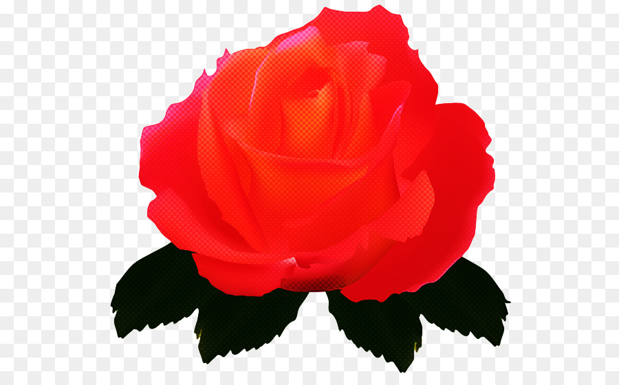 Rose Rouge，Floraison PNG