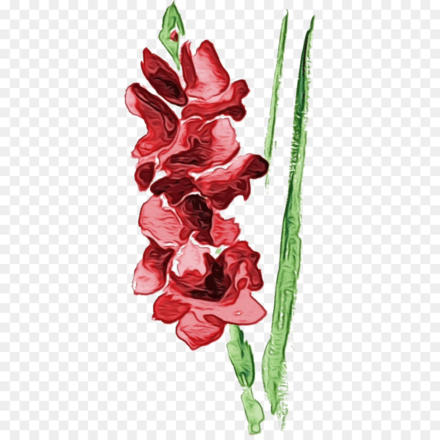 Fleur，Gladiolus PNG