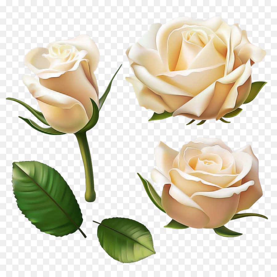Les Roses De Jardin，Julia Enfant Rose PNG