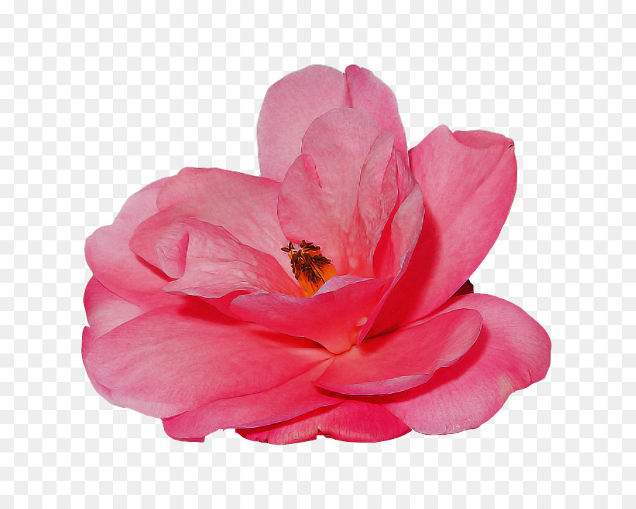 Pétale，Rose PNG