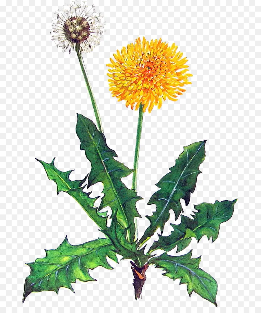 Pissenlit，Fleur PNG